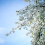 Beautiful white cherry blossoms blooming on a tree with a clear blue sky background.