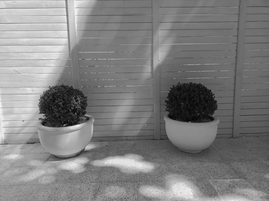 Black and white image of two potted shrubs against a wooden fence, showcasing minimalist garden design.