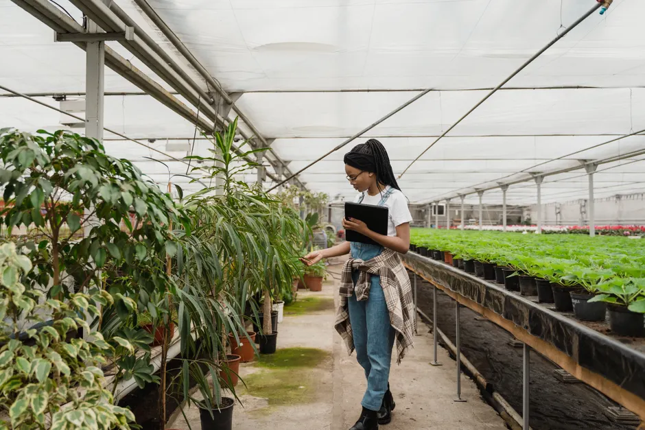 Black woman inspecting plants in a greenhouse, focusing on plant care and growth.