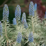 Lavande vieillissante : l'hysope prend le relais dès juin Blooming blue Pride of Madeira flowers in a vibrant garden setting in Sintra, Portugal.