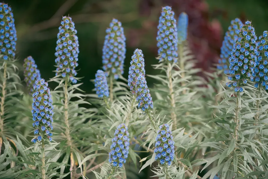 Blooming blue Pride of Madeira flowers in a vibrant garden setting in Sintra, Portugal.