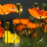 Pavots au jardin : semis de mars, fleurs jusqu'en octobre, capsules à surveiller Bright orange poppies blooming in a sunlit garden showcase vibrant spring beauty.