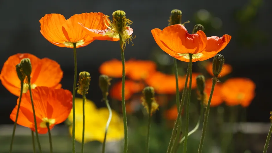 Bright orange poppies blooming in a sunlit garden showcase vibrant spring beauty.