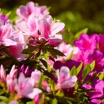 Loropétale de Chine : fleurs dès février, feuillage pourpre, mais pas en terre calcaire Bright pink and purple azalea flowers blooming in a lush outdoor setting.