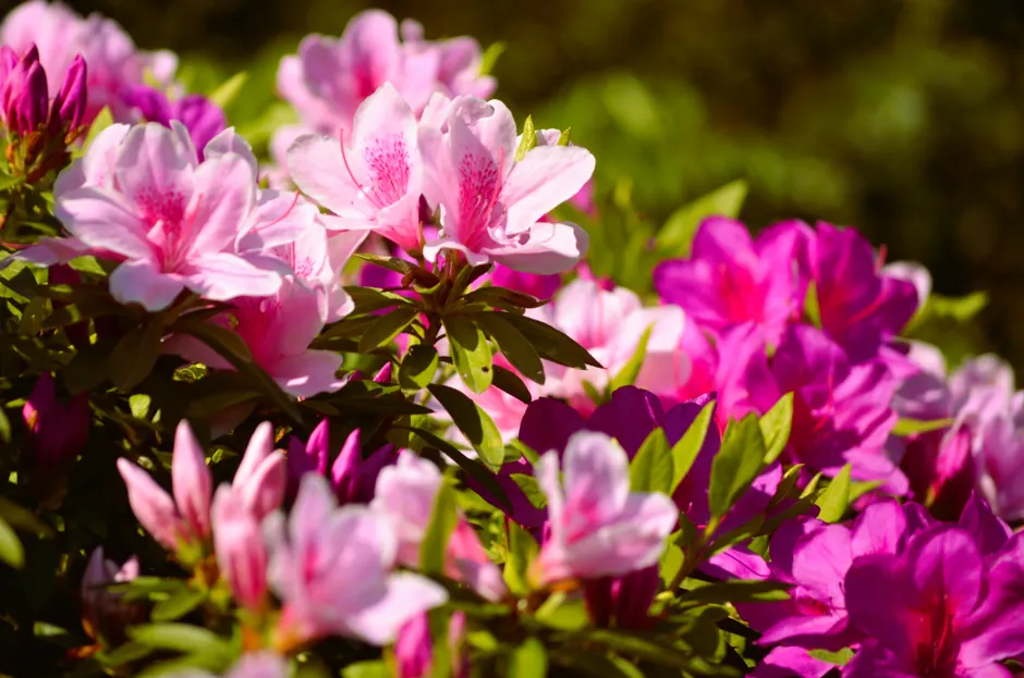Bright pink and purple azalea flowers blooming in a lush outdoor setting.