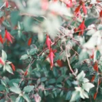 Fuchsia de Magellan : mi-ombre, floraison jusqu'aux gelées, sans les pieds dans l'eau Bright red fuchsia flowers with green foliage, showcasing a vivid spring scene.