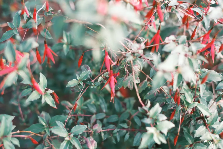 Bright red fuchsia flowers with green foliage, showcasing a vivid spring scene.