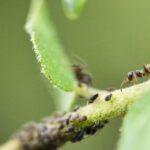 Close-up image of an ant exploring a leaf colony of aphids, showcasing intricate details.