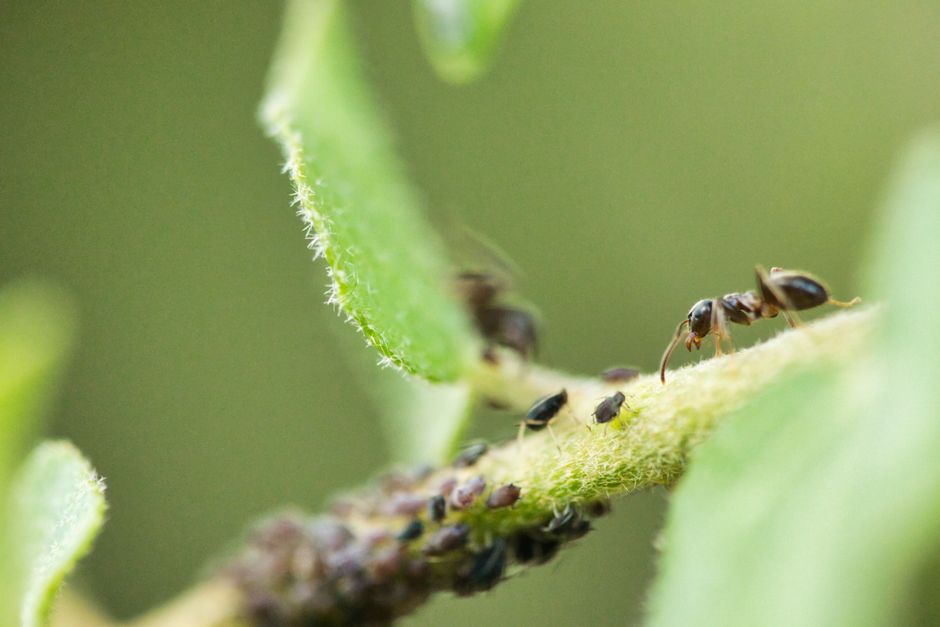 Close-up image of an ant exploring a leaf colony of aphids, showcasing intricate details.