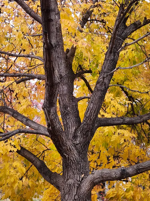 Close-up of a bare ash tree trunk surrounded by vibrant yellow autumn leaves.