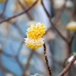 Close-up of a blooming Edgeworthia Chrysantha in a Sandy Springs, Georgia garden.