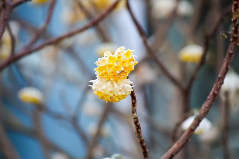Close-up of a blooming Edgeworthia Chrysantha in a Sandy Springs, Georgia garden.