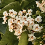 Catalpa au jardin : planter d’octobre à mars pour l’ombre d’été Close-up of a Catalpa tree blooming with white flowers in Toronto.