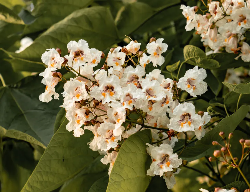 Close-up of a Catalpa tree blooming with white flowers in Toronto.