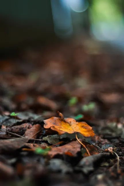 Close-up of a fallen autumn leaf on a forest floor with a blurred background creating a serene scene.