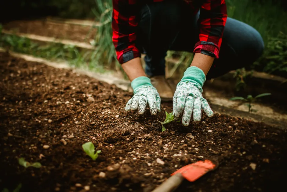 Close-up of a gardener planting seedlings in the soil, wearing gloves and a plaid shirt, in a garden.
