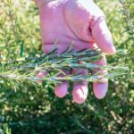 Romarin : 7 gestes en août pour faire une marcotte Close-up of a hand holding fresh rosemary branches in a sunlit garden.