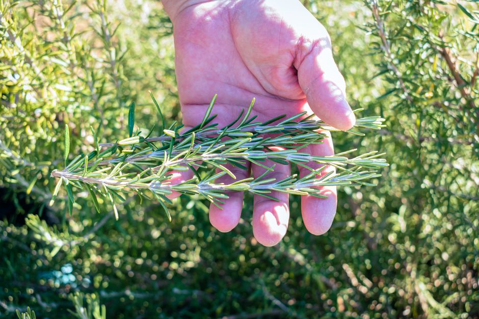 Close-up of a hand holding fresh rosemary branches in a sunlit garden.