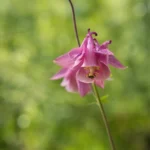 Close-up of a pink columbine flower in lush spring forest, capturing nature's vibrant beauty.
