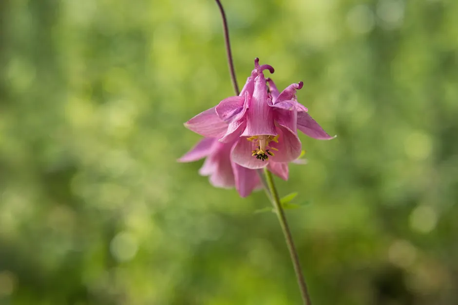 Close-up of a pink columbine flower in lush spring forest, capturing nature's vibrant beauty.