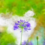 Agapanthe : taillez les hampes fanées de juillet à octobre, pas les feuilles Close-up of a purple Agapanthus flower against a vivid bokeh background, creating an artistic visual effect.