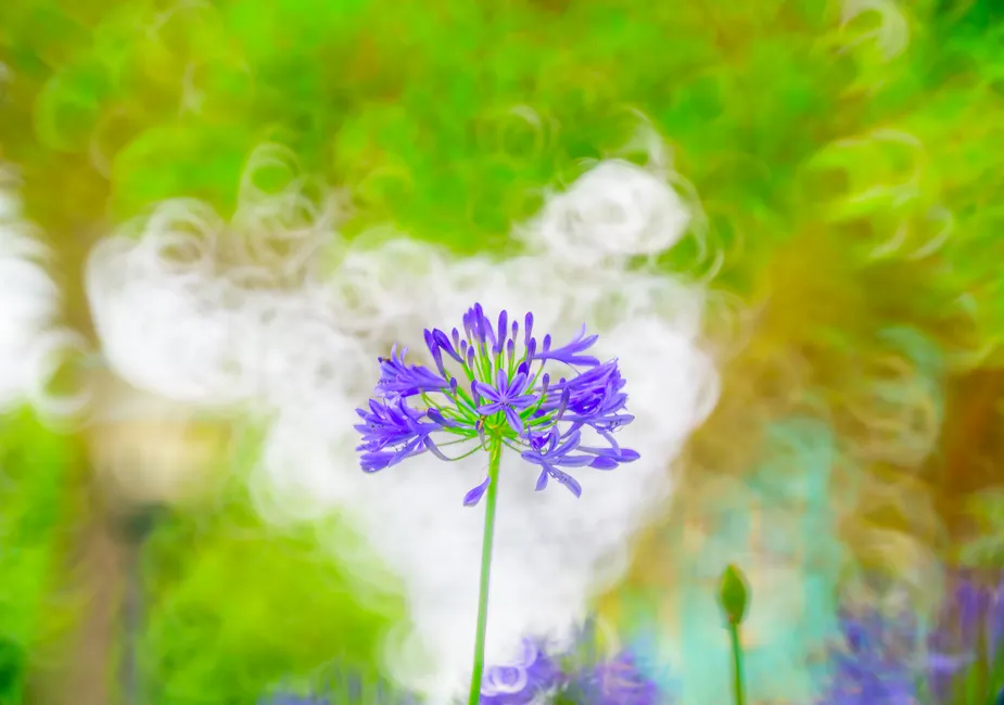 Close-up of a purple Agapanthus flower against a vivid bokeh background, creating an artistic visual effect.