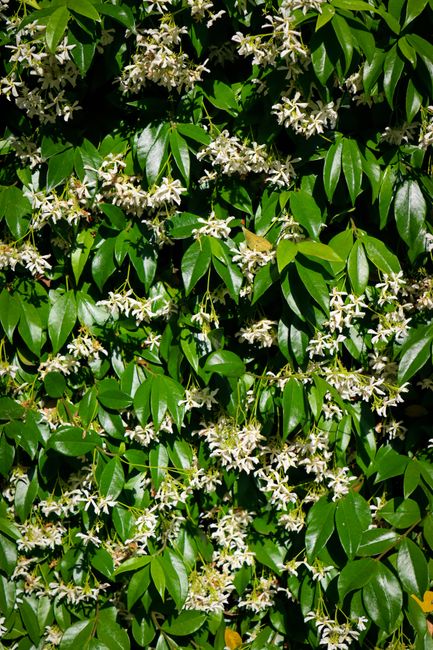 Close-up of a vibrant jasmine vine with glossy green leaves and white flowers.