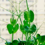 Mineuse du pois : galeries au printemps, récolte possible Close-up of a vibrant pea plant against a blurred urban background, showcasing nature's elegance.