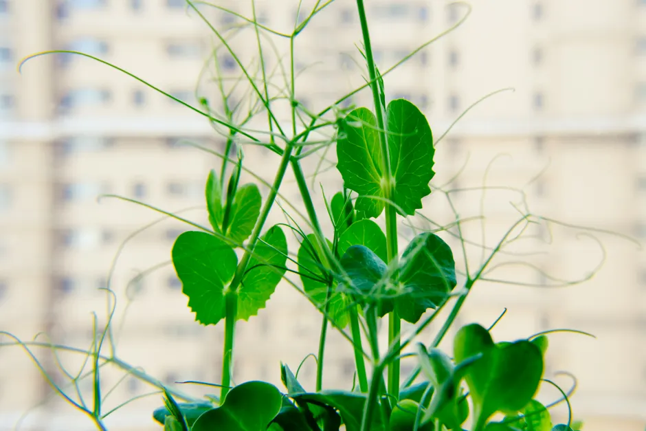 Close-up of a vibrant pea plant against a blurred urban background, showcasing nature's elegance.