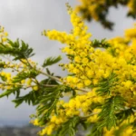 Mimosa au jardin : planter en automne, fleurs d'hiver, mais pas partout Close-up of a vibrant yellow mimosa tree branch in bloom, capturing spring's essence.
