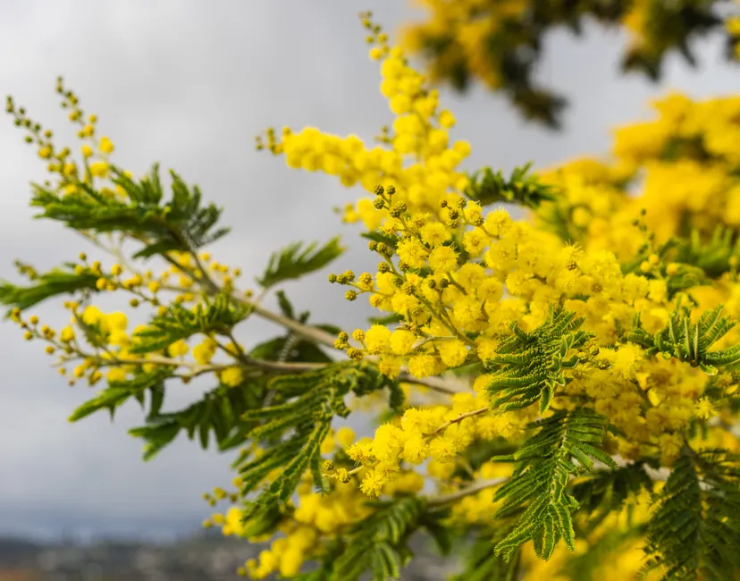 Close-up of a vibrant yellow mimosa tree branch in bloom, capturing spring's essence.