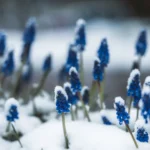 Close-up of blue Muscari flowers peeking through snow in winter garden.