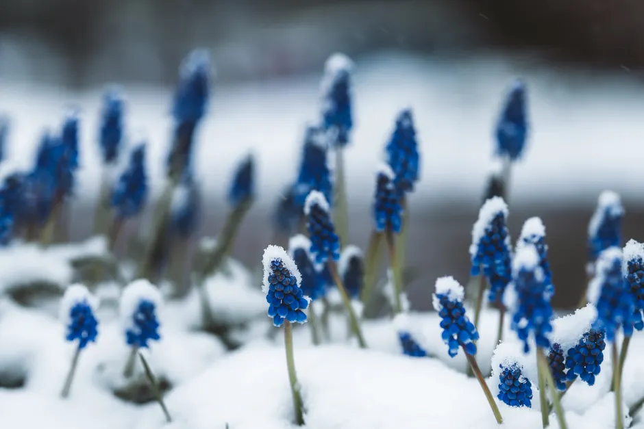 Close-up of blue Muscari flowers peeking through snow in winter garden.