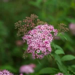 Spirée du Japon : floraison de juin à août, taille en mars, mais pas partout Close-up of bright pink Spirea japonica flowers blooming outdoors in a lush green setting.