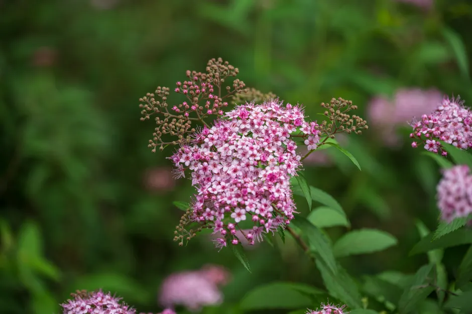 Close-up of bright pink Spirea japonica flowers blooming outdoors in a lush green setting.