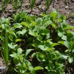 Close-up of fresh green plants thriving in a sunlit garden bed, showcasing vibrant growth.