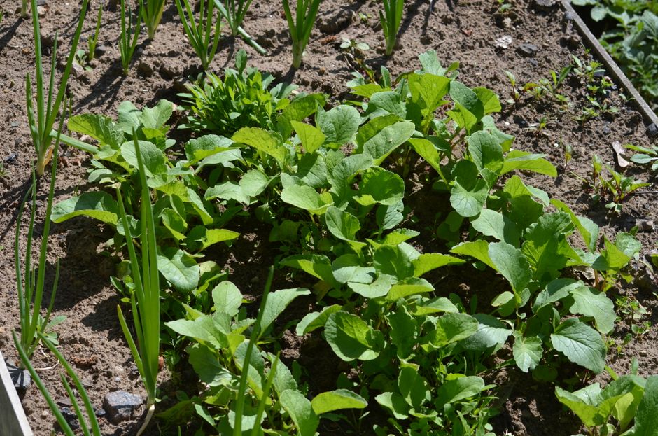 Close-up of fresh green plants thriving in a sunlit garden bed, showcasing vibrant growth.
