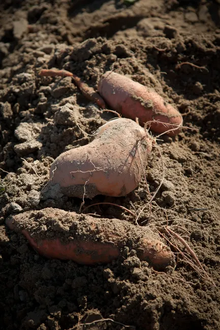 Close-up of fresh sweet potatoes partially covered in soil after harvest.