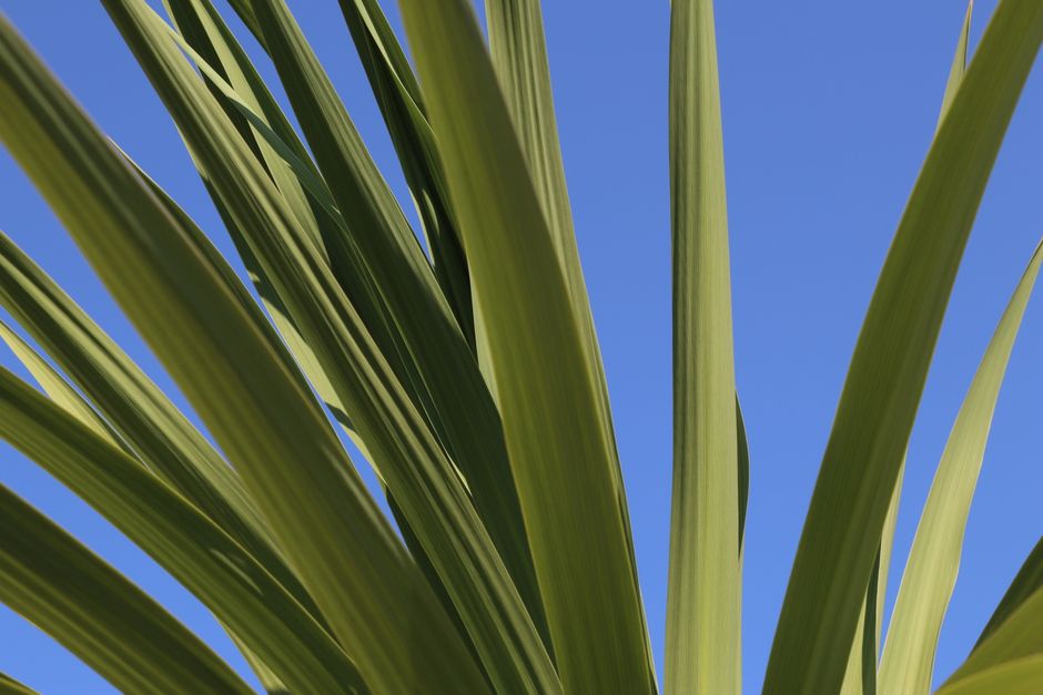 Close-up of green cordyline leaves with a clear blue sky backdrop in Pretoria.
