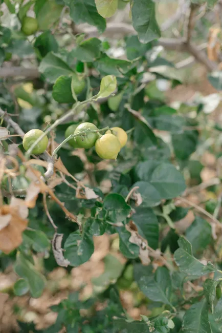 Close-up of green lemons growing on a tree branch with lush leaves.