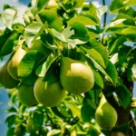 Maladies du poirier : 6 signes au printemps, avant la récolte Close-up of green pears hanging from a tree branch against a clear summer sky.