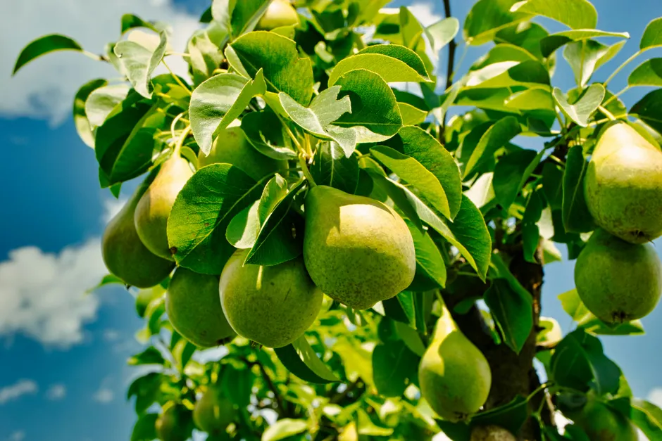 Close-up of green pears hanging from a tree branch against a clear summer sky.
