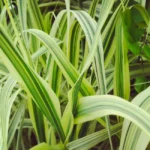 Molinie bleue : 1,60 m d'épis de juillet à septembre, le sol tranche Close-up of lush green variegated grass blades showcasing natural patterns and vibrant greenery.