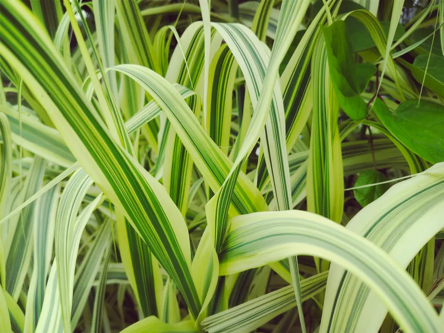 Close-up of lush green variegated grass blades showcasing natural patterns and vibrant greenery.