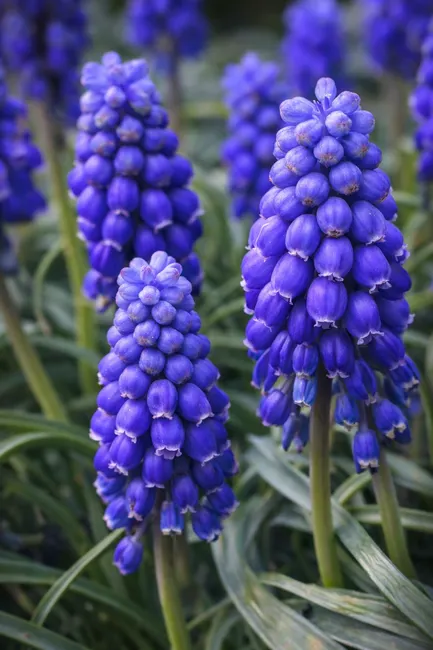 Close-up of muscari flowers in full bloom, showcasing vivid blue hues in a French garden.
