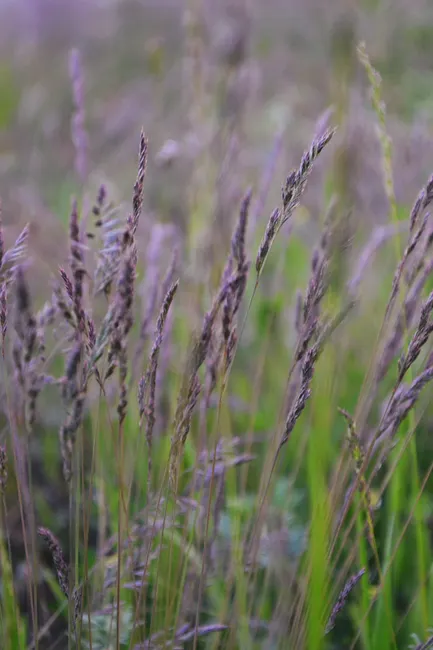 Close-up of purple-tinted grass creating a serene and natural meadow scene.