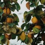 Close-up of ripe quince fruits hanging on tree branches amidst lush green leaves.