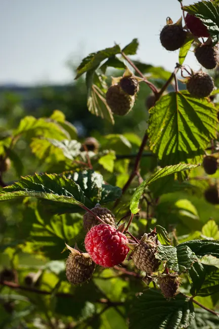 Close-up of ripe raspberry with unripe ones in a sunlit outdoor setting.