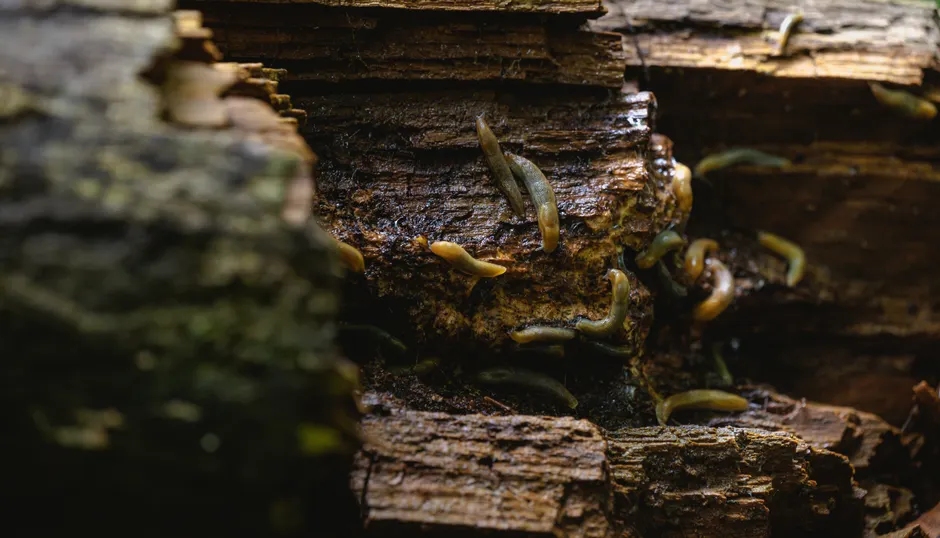 Close-up of slugs on a decomposing tree trunk, showcasing natural textures.