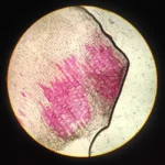 Close-up of stained plant cells in onion root under microscope.